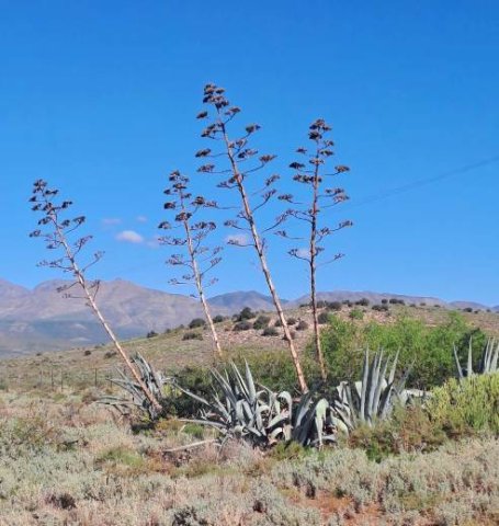 Agave americana, garingbome